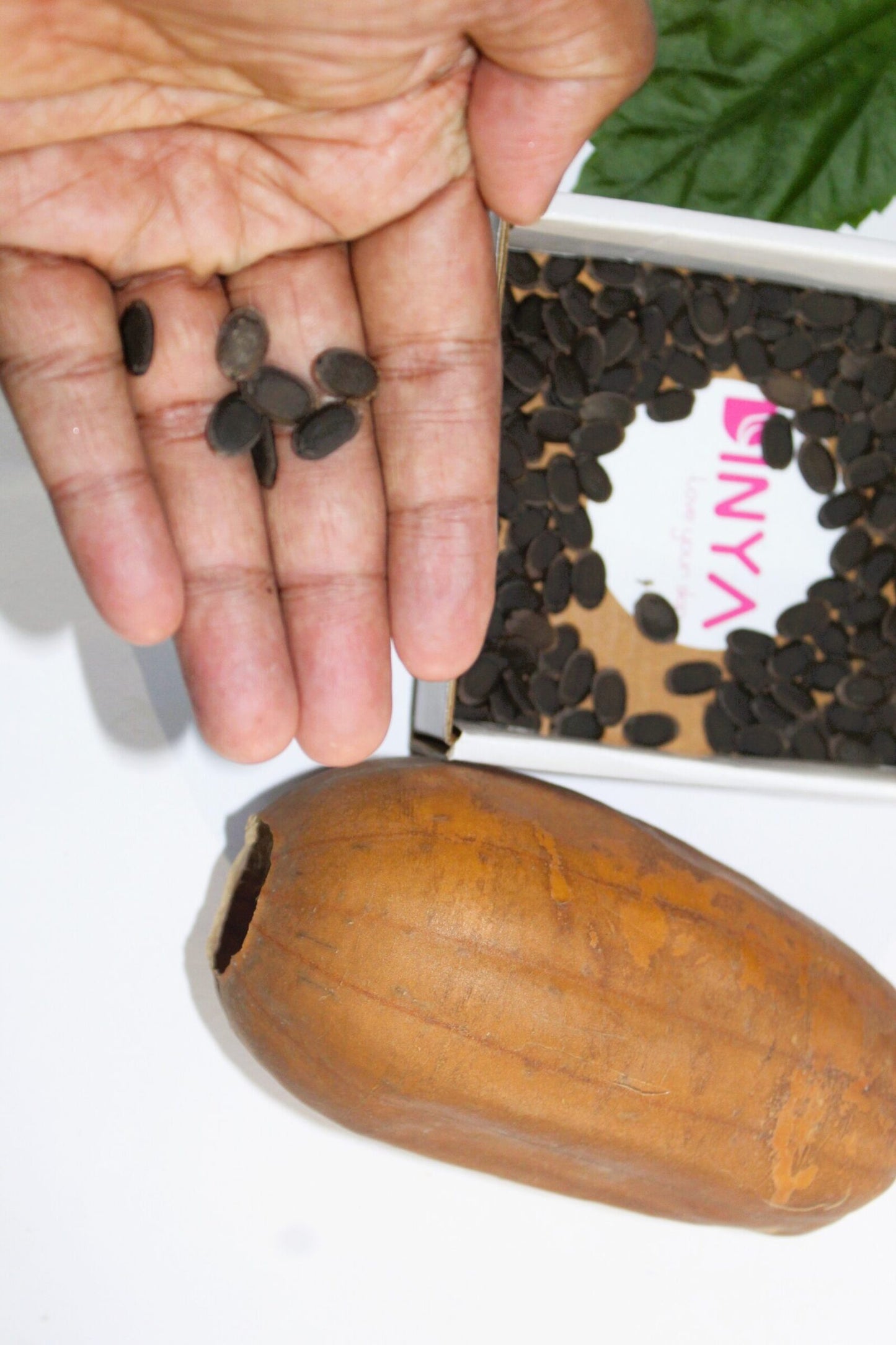 Dinya seed for plant