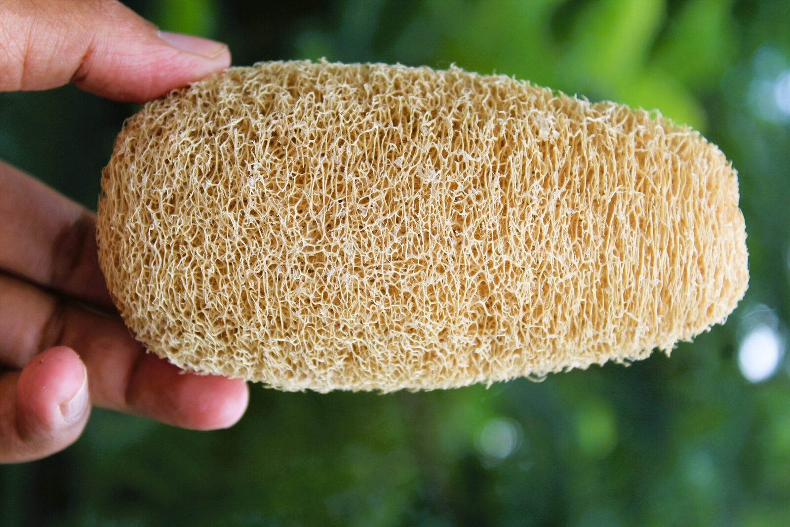 dinya normal shape natural loofah