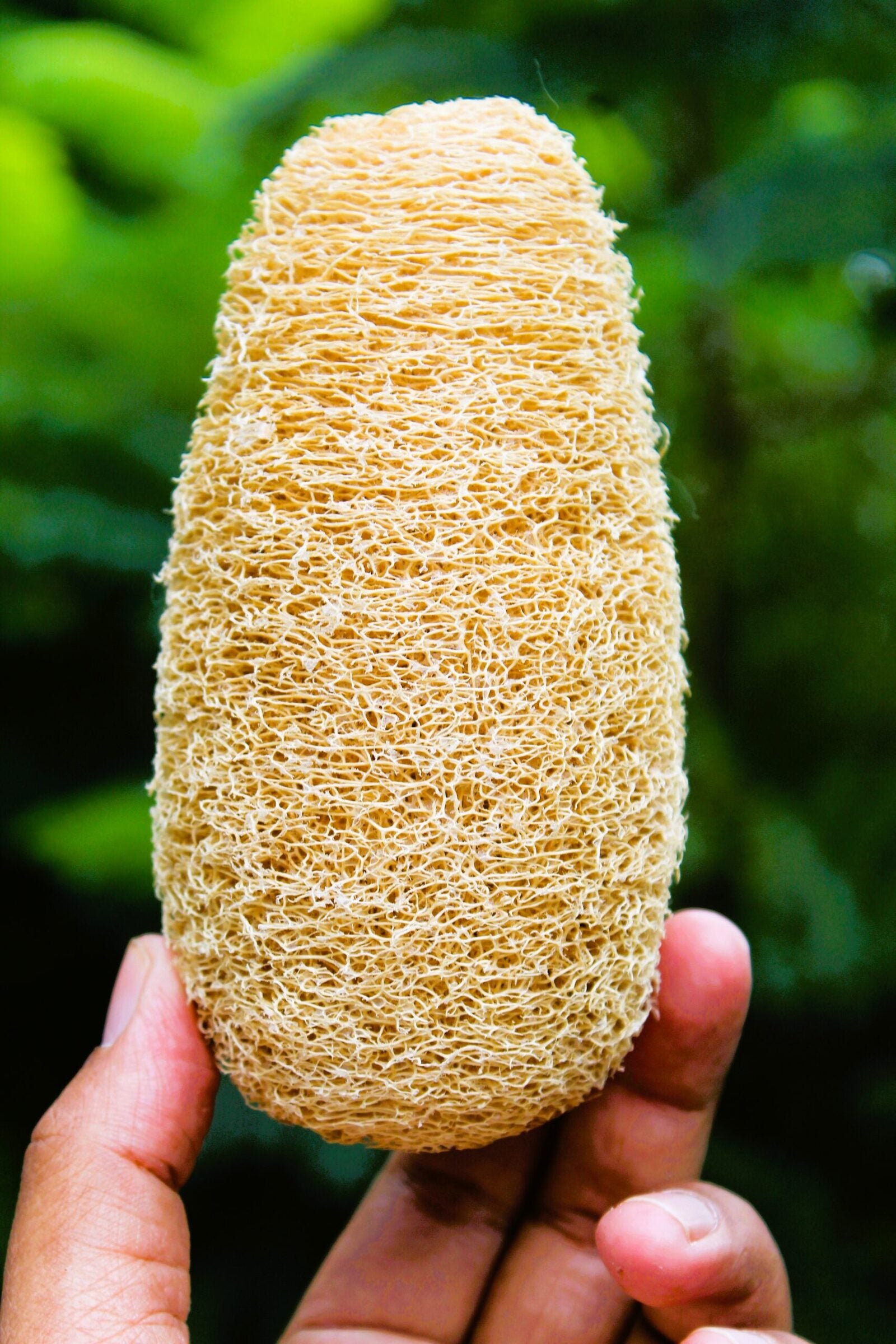 Dinya normal loofah