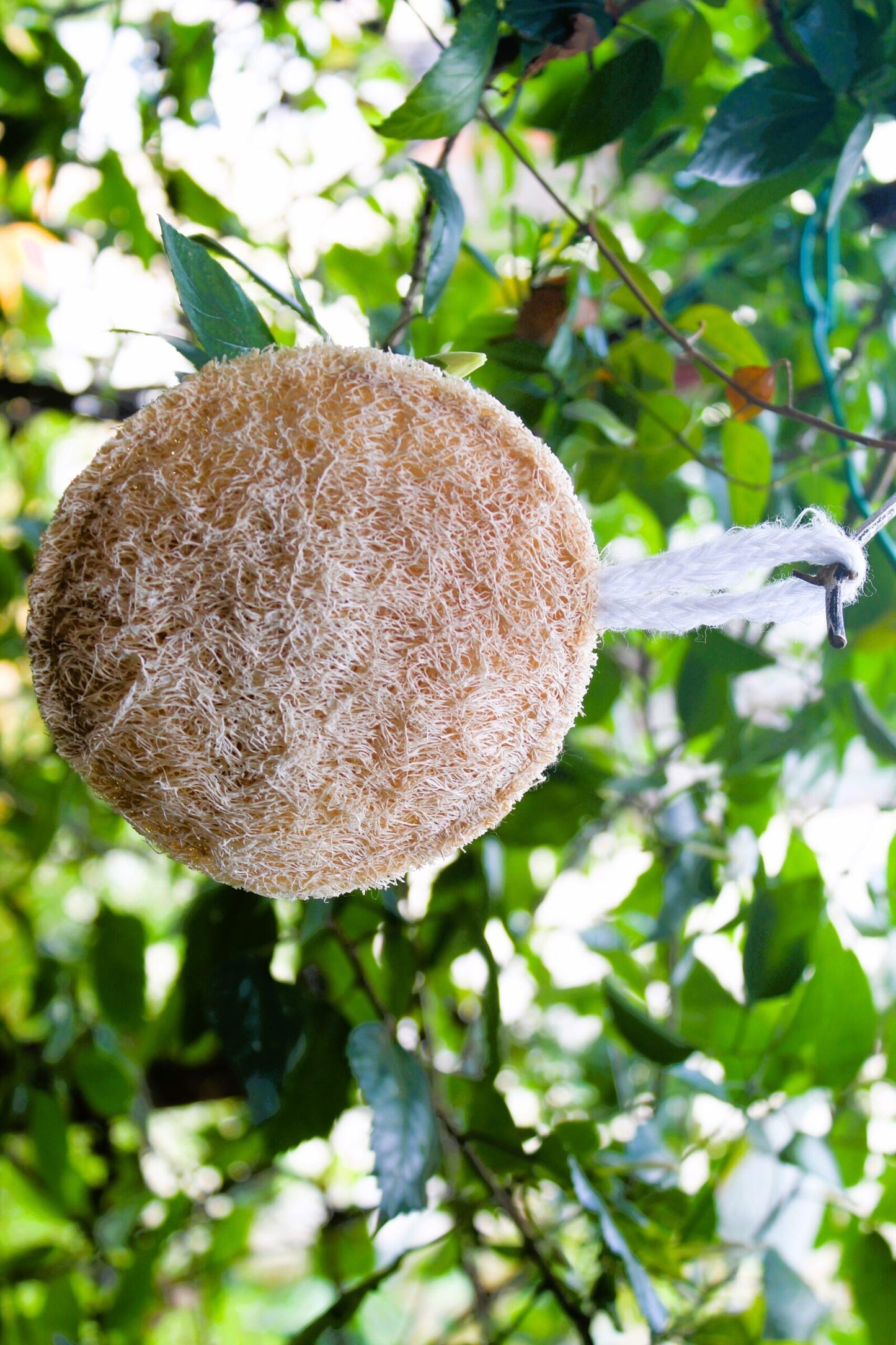 Dinya round shape loofah