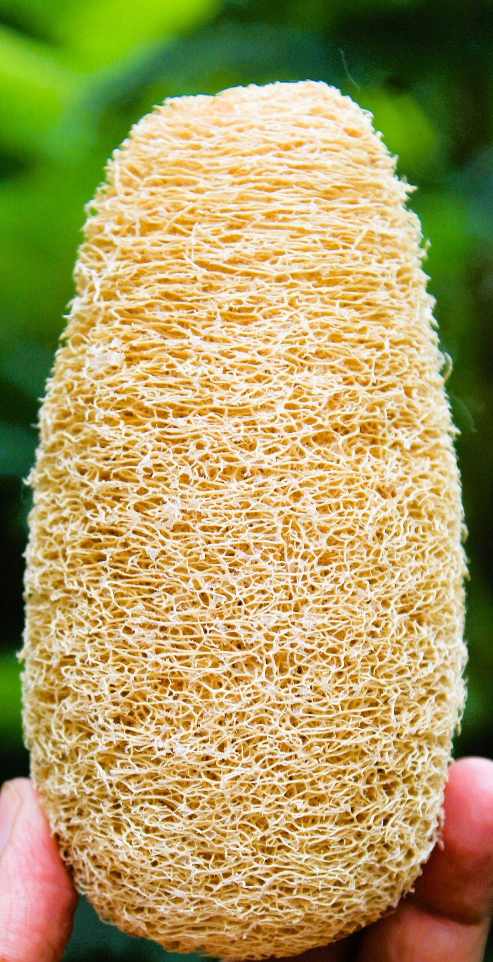 Dinya loofah oval shape